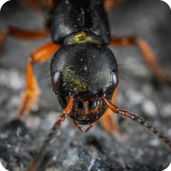 Ant Pest Control Service for Home & Kitchen
