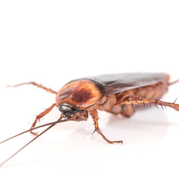 Cockroach Pest Control Service in Bangalore