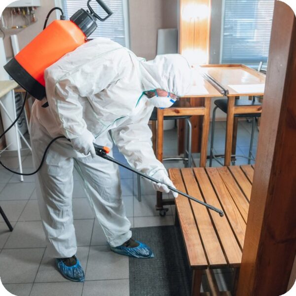 Residential Pest Control Solutions for All Common Pests